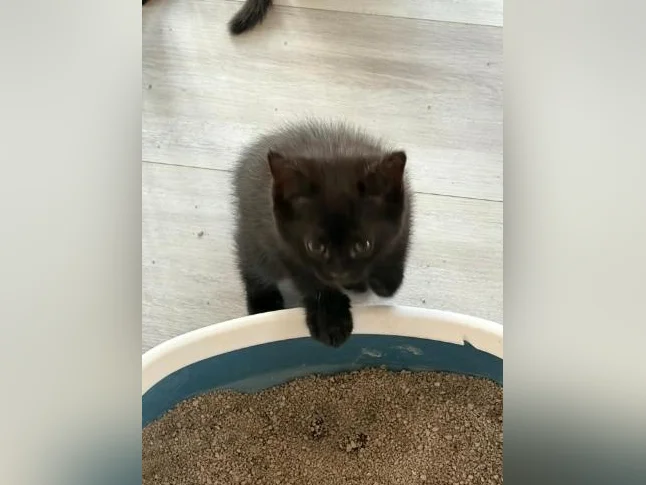 European shorthair/ croisé. thumbnail 6