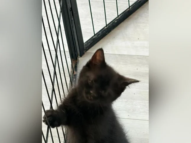 European shorthair/ croisé. thumbnail 2