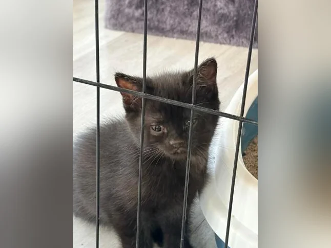 European shorthair/ croisé. thumbnail 4
