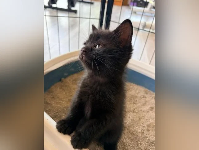 European shorthair/ croisé.