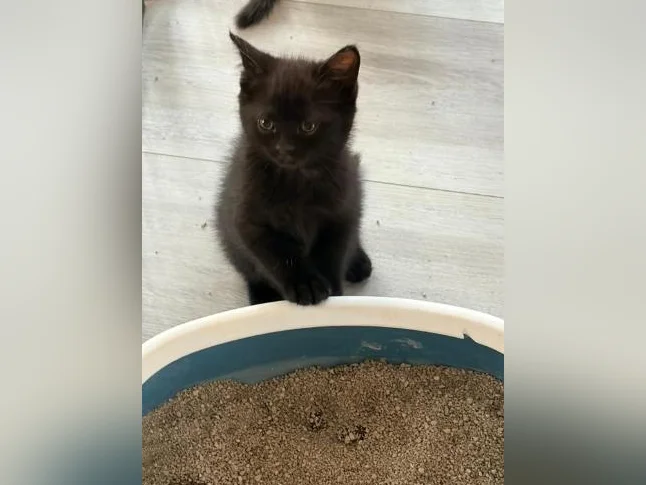European shorthair/ croisé. thumbnail 5