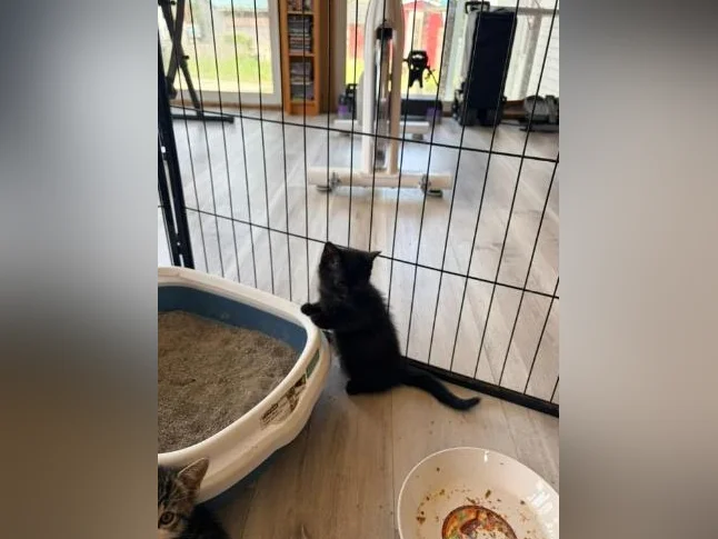 European shorthair/ croisé. thumbnail 9