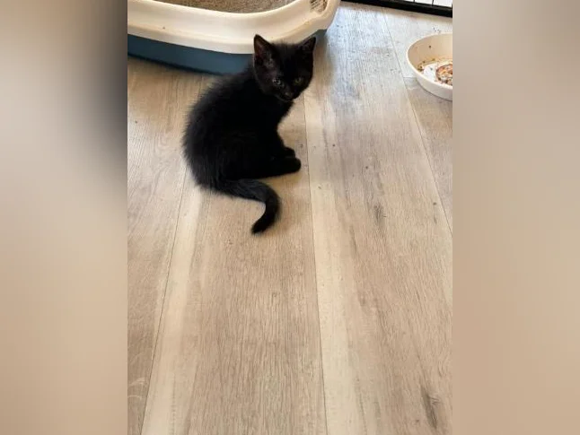 European shorthair/ croisé. thumbnail 10