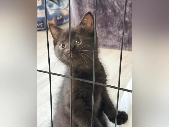 European shorthair/ croisé. thumbnail 3