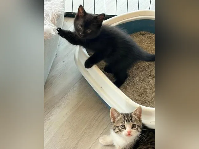 European shorthair/ croisé. thumbnail 7