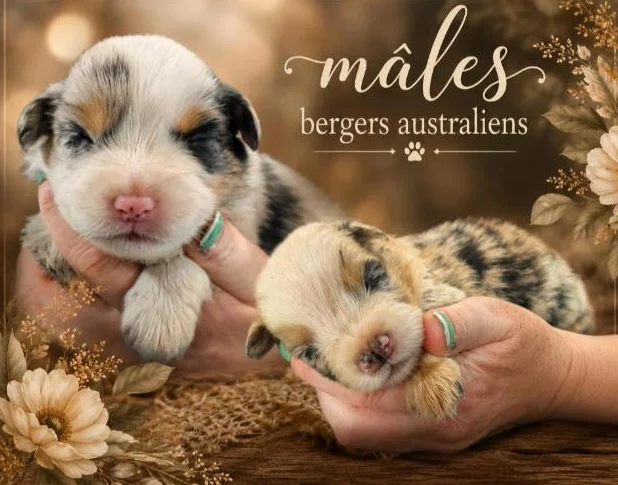 Bergers Australiens pures !