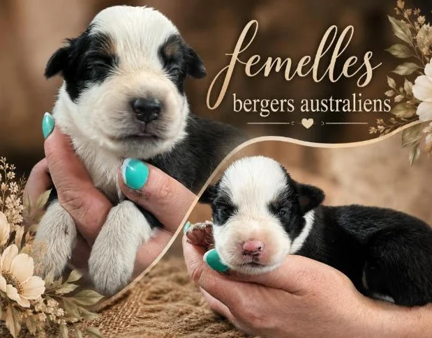 Bergers Australiens pures ! thumbnail 2