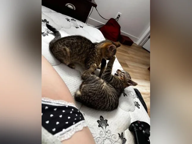 Chaton femelle