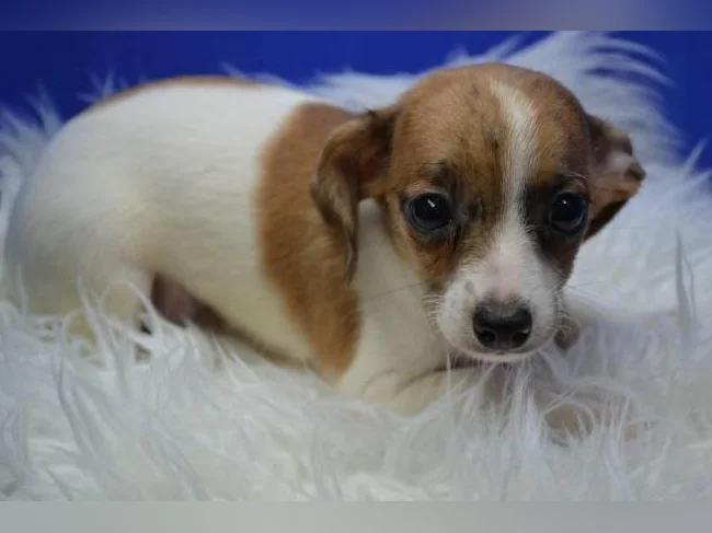 Chiot Chihuahua croisé thumbnail 4