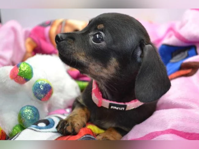 Chiot Chihuahua croisé thumbnail 2