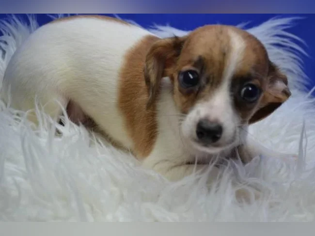 Chiot Chihuahua croisé thumbnail 3
