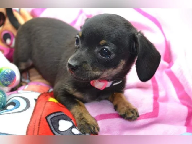 Chiot Chihuahua croisé