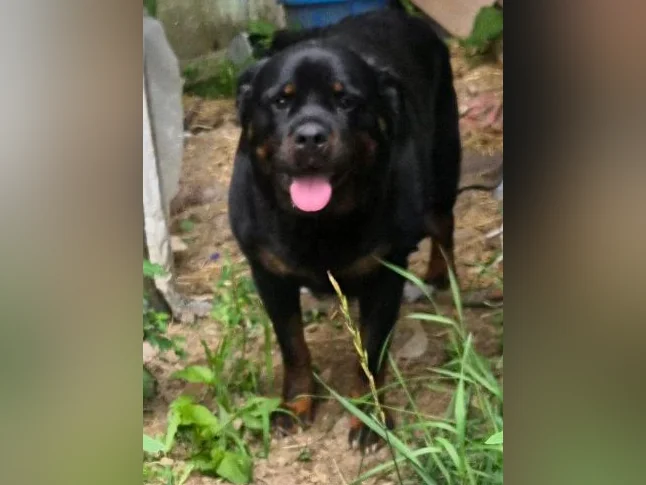 Chiots rottweiler thumbnail 2