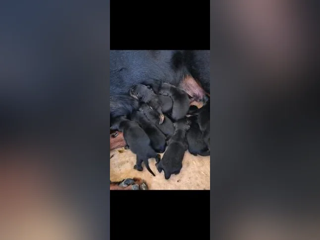 Chiots rottweiler thumbnail 7