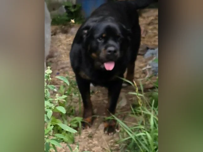 Chiots rottweiler thumbnail 4