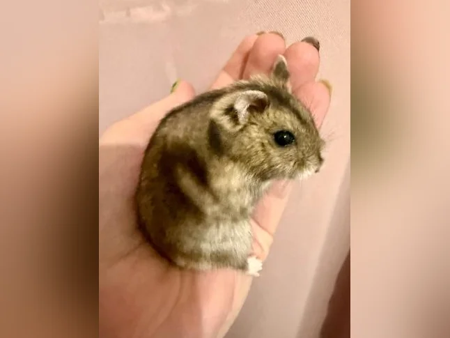 Bébé Hamster Whiter white (Toute équipé) thumbnail 5