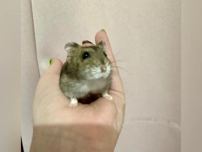 Bébé Hamster Whiter white (Toute équipé) thumbnail 4