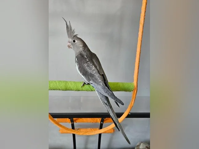 Bébé cockatiel thumbnail 6