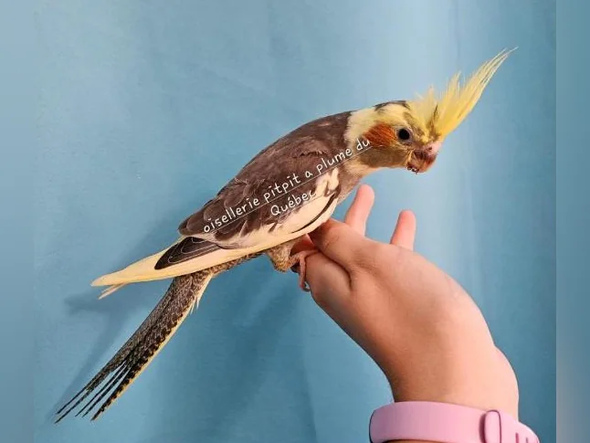 Bébé cockatiel thumbnail 4
