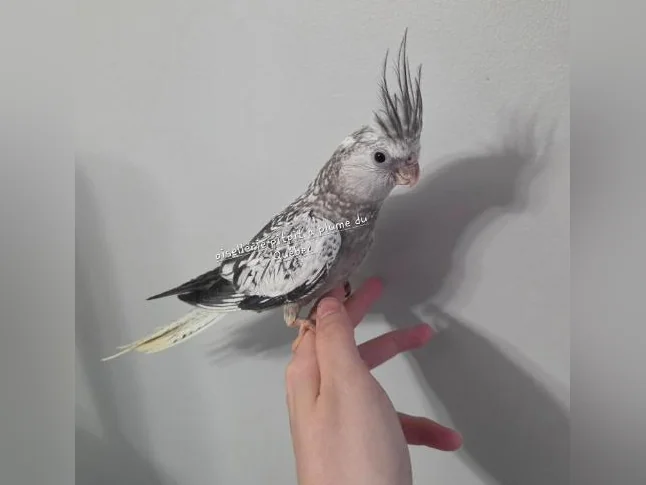 Bébé cockatiel thumbnail 5