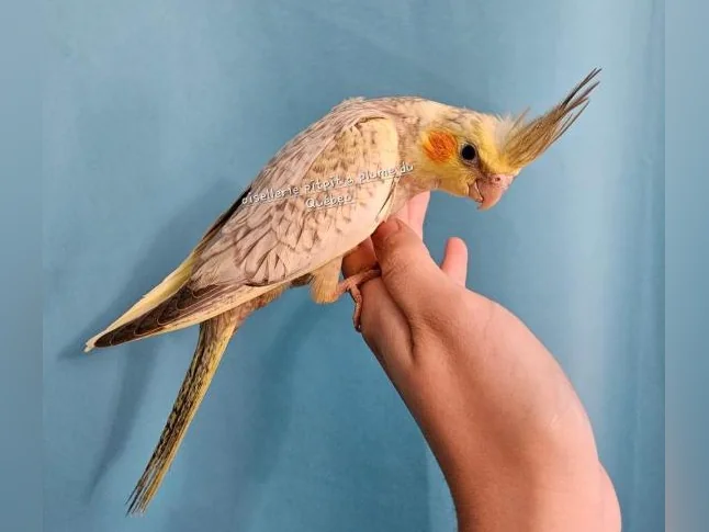 Bébé cockatiel thumbnail 3