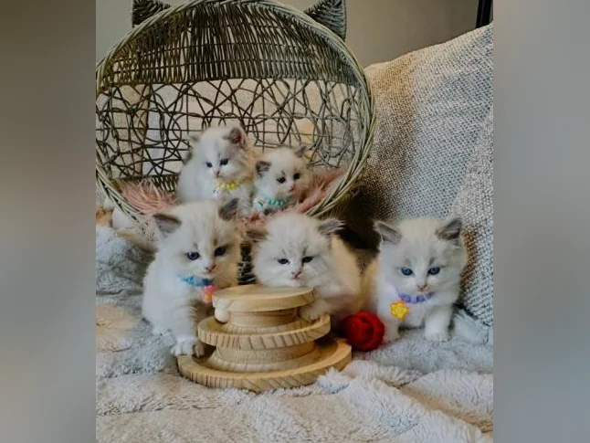 Chatons Ragdoll pure race très bonne qualité (très affectueux) thumbnail 5