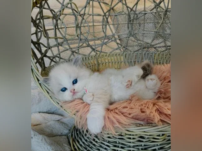 Chatons Ragdoll pure race très bonne qualité (très affectueux) thumbnail 10