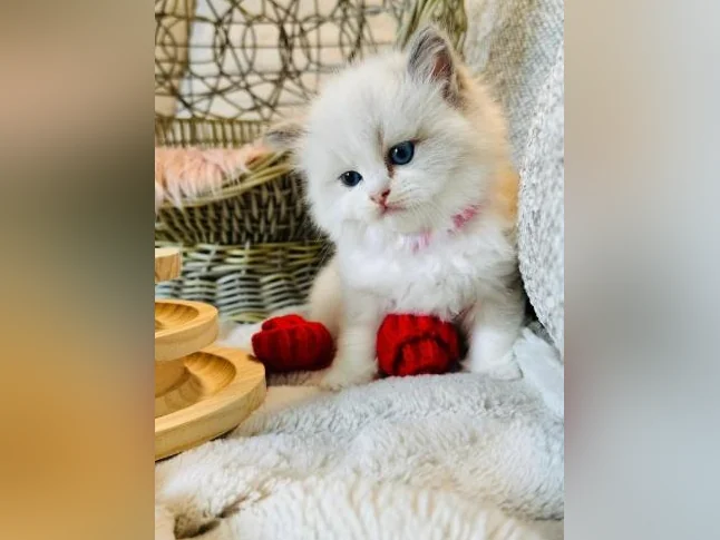 Chatons Ragdoll pure race très bonne qualité (très affectueux) thumbnail 7