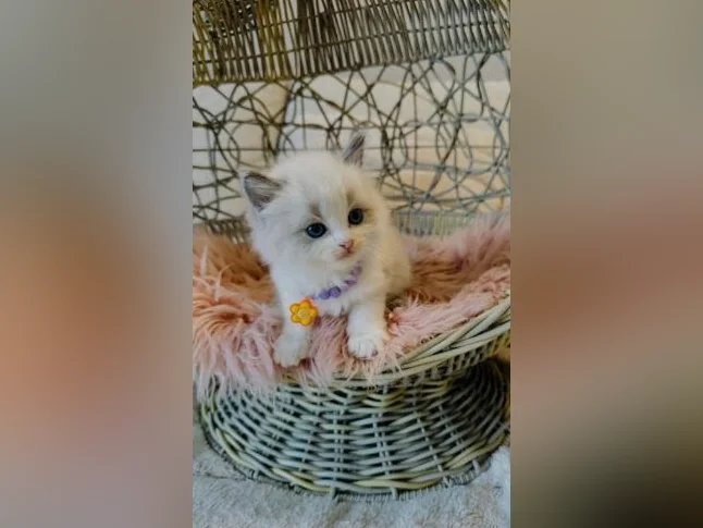 Chatons Ragdoll pure race très bonne qualité (très affectueux) thumbnail 9