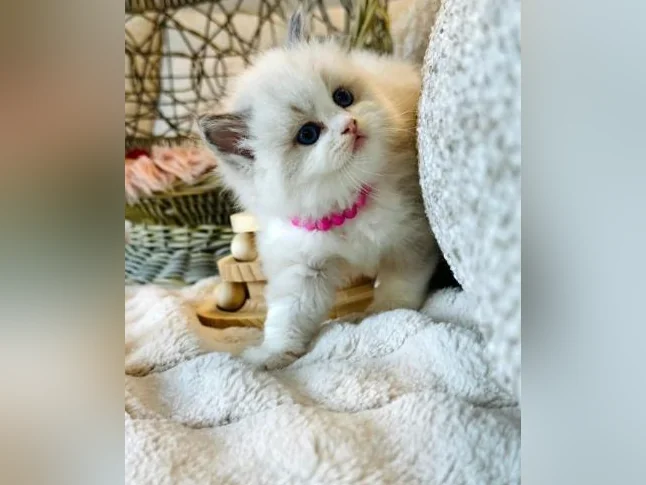 Chatons Ragdoll pure race très bonne qualité (très affectueux) thumbnail 8