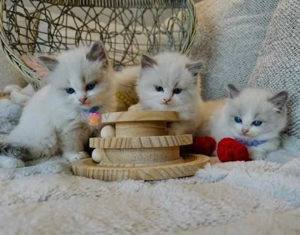 Chatons Ragdoll pure race très bonne qualité (très affectueux) thumbnail 6