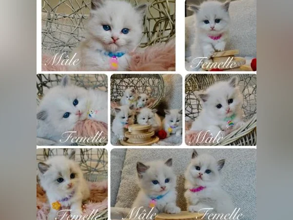 Chatons Ragdoll pure race très bonne qualité (très affectueux)