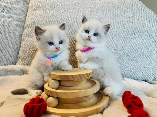 Chatons Ragdoll pure race très bonne qualité (très affectueux) thumbnail 2