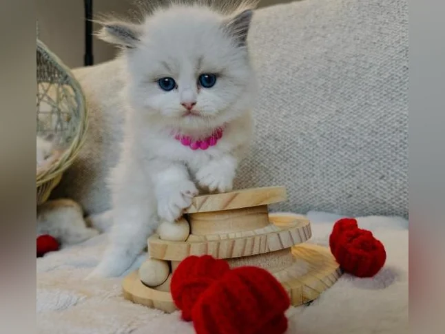 Chatons Ragdoll pure race très bonne qualité (très affectueux) thumbnail 3