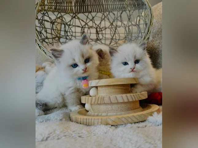 Chatons Ragdoll pure race très bonne qualité (très affectueux) thumbnail 4