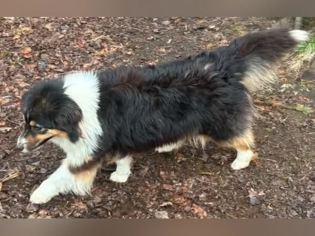 Chien Berger Australien thumbnail 2