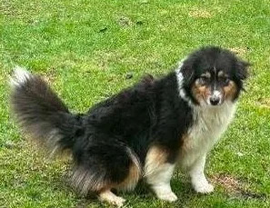 Chien Berger Australien