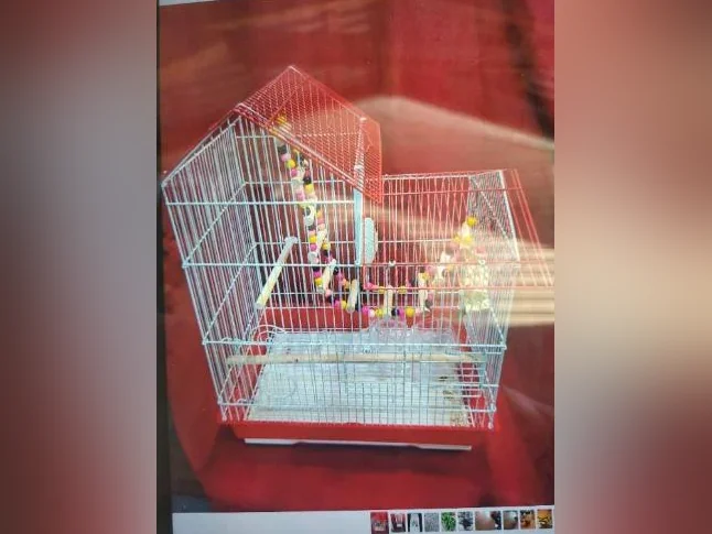 Mini volière et 9 pinsons sociétés