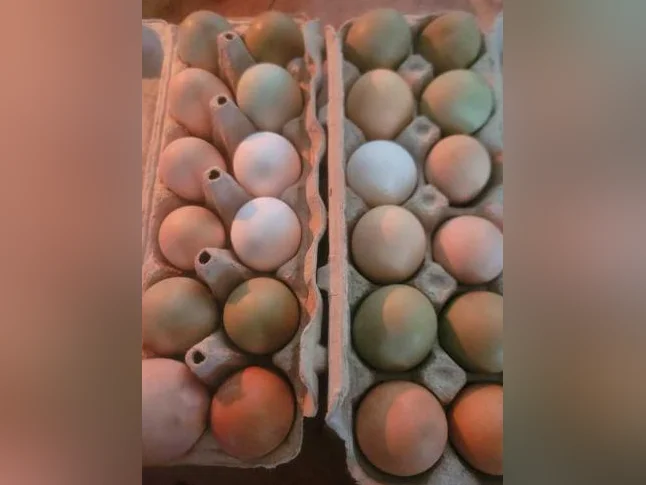 Oeufs de poules