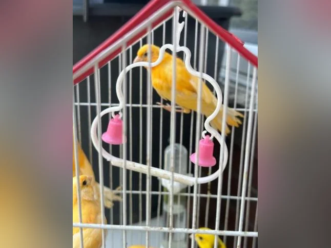 Canary orange birds thumbnail 6