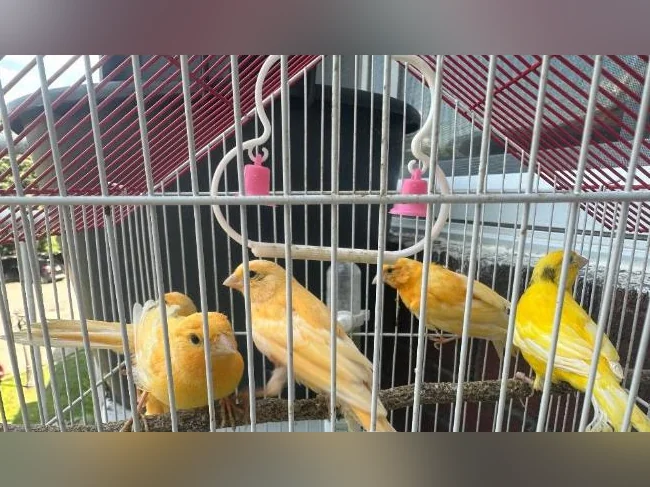 Canary orange birds