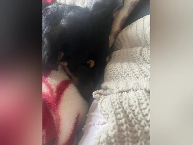 Cheetos labrador x berger allemand thumbnail 10