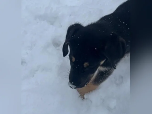 Cheetos labrador x berger allemand thumbnail 5