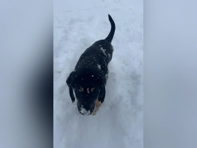 Cheetos labrador x berger allemand thumbnail 6