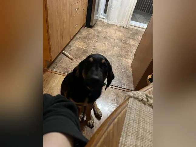 Cheetos labrador x berger allemand thumbnail 8