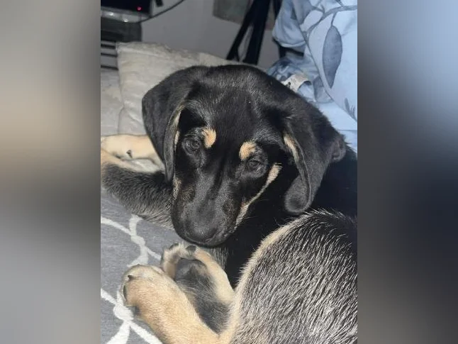 Cheetos labrador x berger allemand thumbnail 4