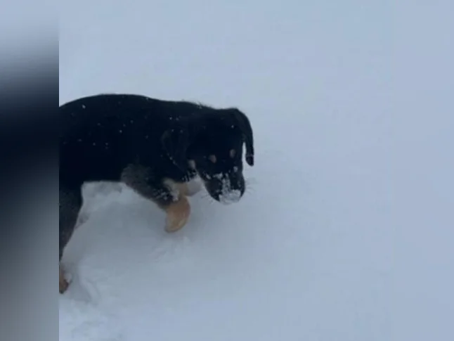 Cheetos labrador x berger allemand thumbnail 2