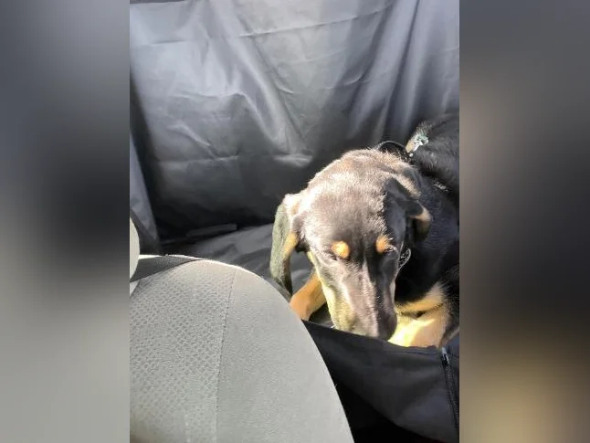 Cheetos labrador x berger allemand thumbnail 9