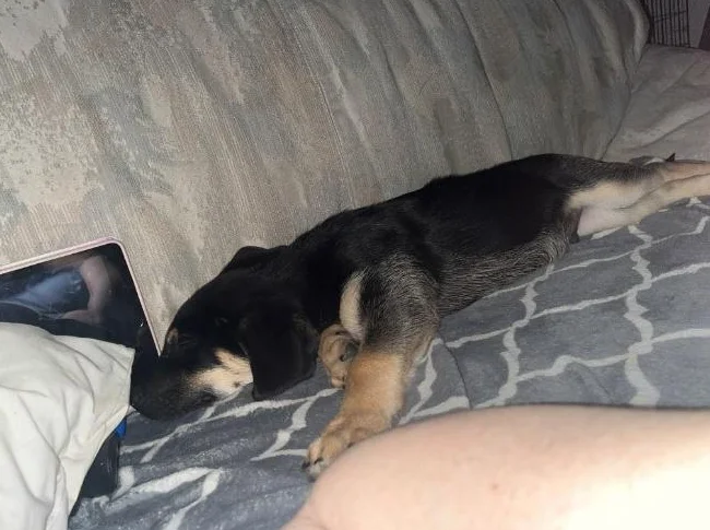 Cheetos labrador x berger allemand thumbnail 7