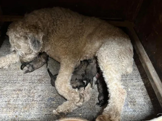 Chiots Bouvier des Flandres